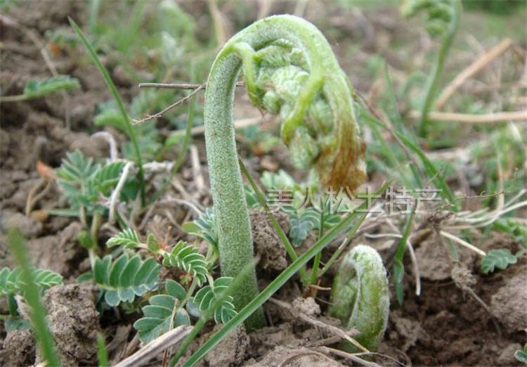 东北野生旱蕨菜1斤新鲜野菜龙爪菜2份包邮 当季新鲜过