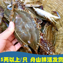 3斤起拍 7两 舟山野生梭子蟹鲜活海鲜飞蟹海蟹螃蟹大公蟹5