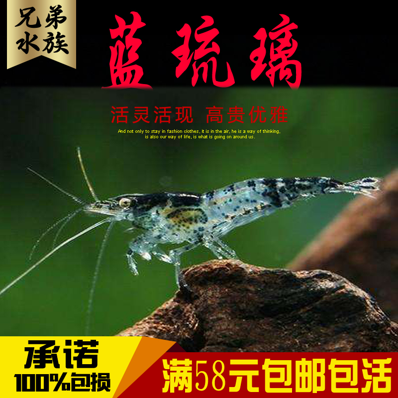 兄弟水族 蓝琉璃虾黑琉璃虾宠物虾 观赏虾活体宠物活体除藻虾免邮