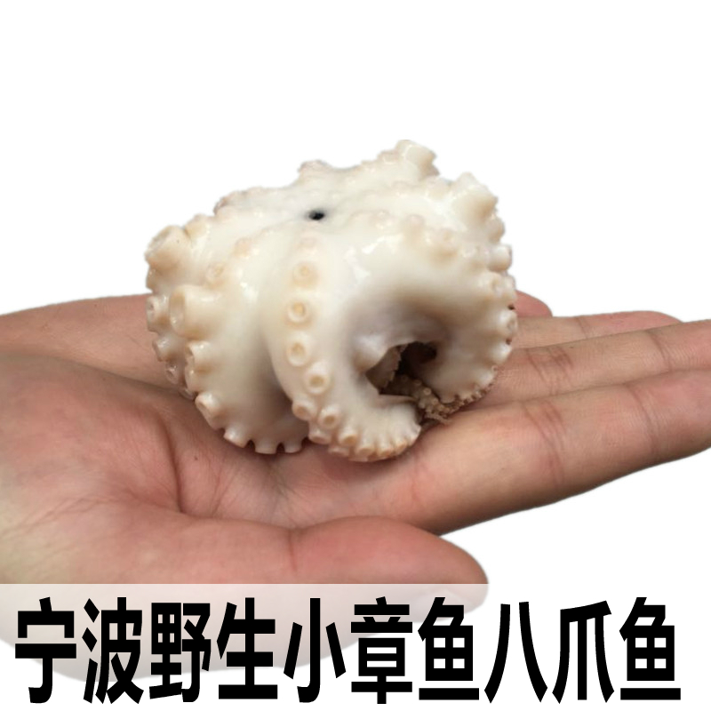宁波新鲜海鲜活冻熟小章鱼仔八带鱼八爪鱼望潮寿司火锅食材批发