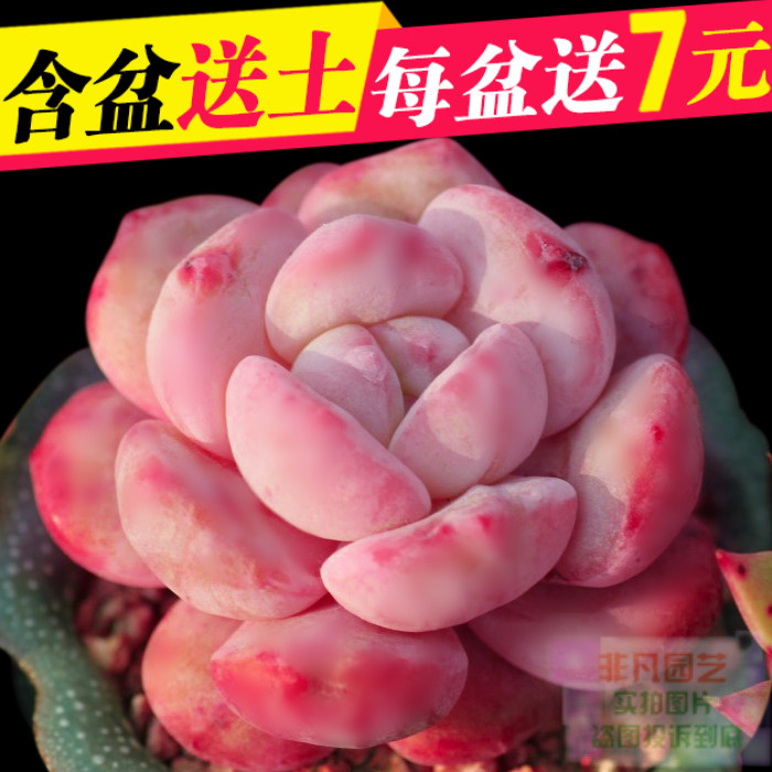 含盆送土多肉植物 芙蓉雪莲 绿植多肉盆栽花卉防辐射净化空气
