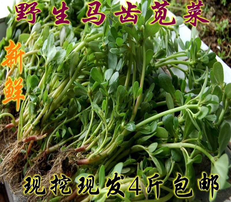 农家野生红茎新鲜马齿苋 马齿菜 长寿菜五行草降火两用中药材4斤