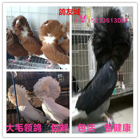 观赏鸽信鸽活体鸽一对寿星小嘴青年种鸽肉鸽农村放养土鸽宠物包邮