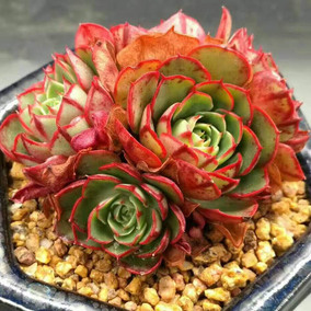 景仙阁园艺 多肉新品 火烈鸟 进口多肉植物 随机精选发货