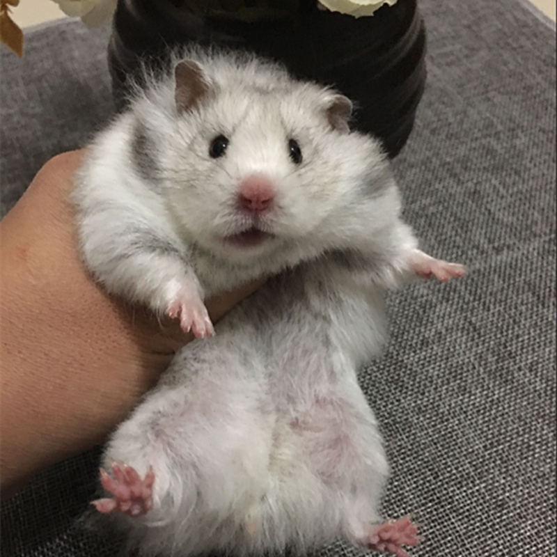  ϡܴ˿
