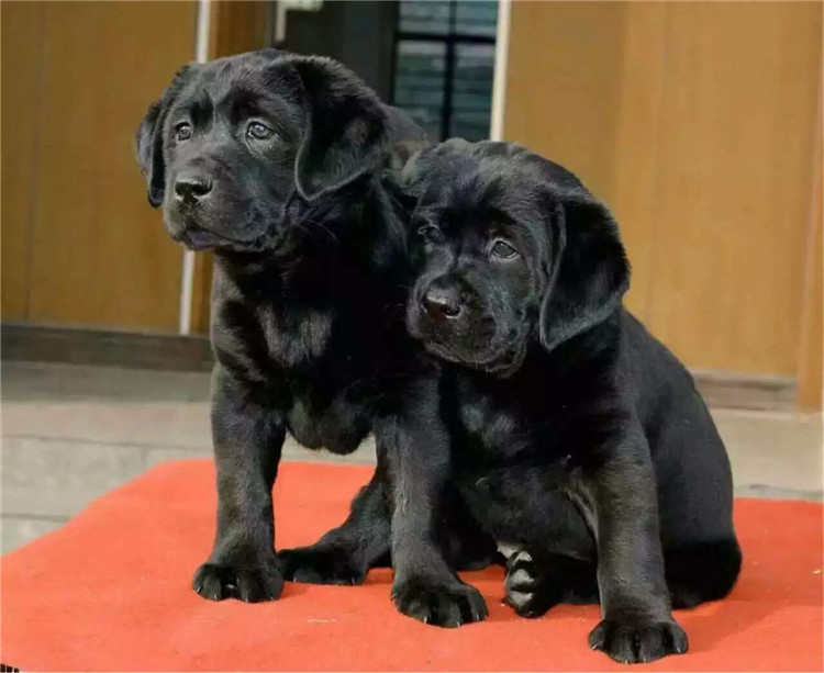 拉布拉多幼犬出售纯种赛级黑色导盲犬宠物狗活体包邮特价北京犬舍