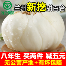 包邮 甘肃兰州新鲜甜百合500克农家食用特级三头特产非百合干 航空