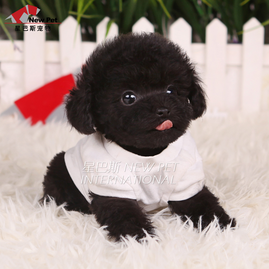 正品[泰迪熊剪毛教程]泰迪熊剪毛评测 手工串珠