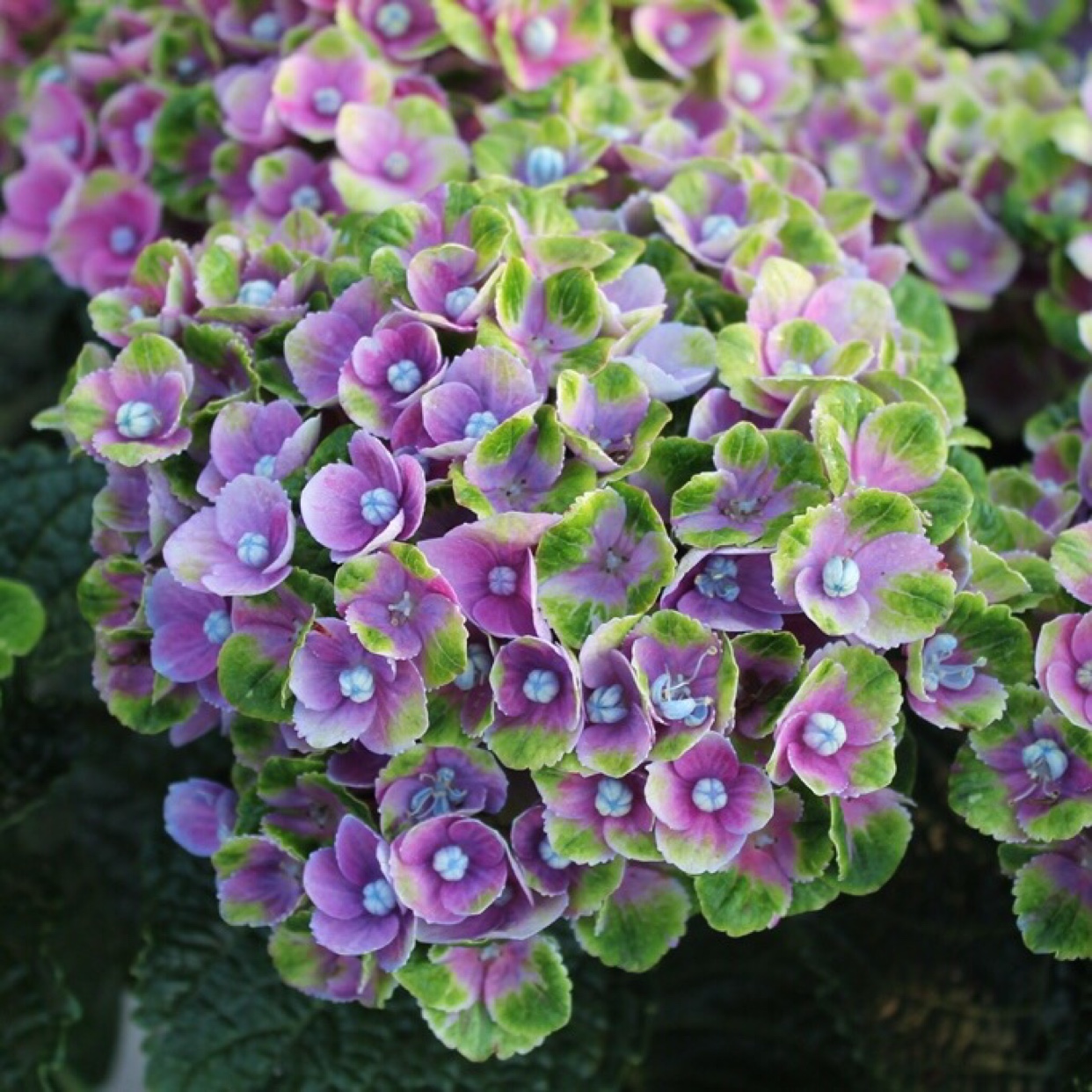 大花绣球魔幻系列紫水晶阳台盆栽植物花卉花园植物花