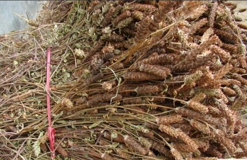 16年野生夏枯草中药材夏枯球茶 棒槌草 六月干白花草250克2件包邮