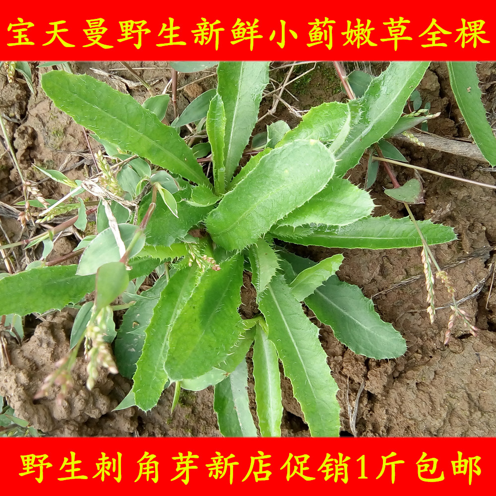 野生新鲜小蓟饮子小蓟菜刺角芽刺儿菜带根全草嫩草包邮现采现卖