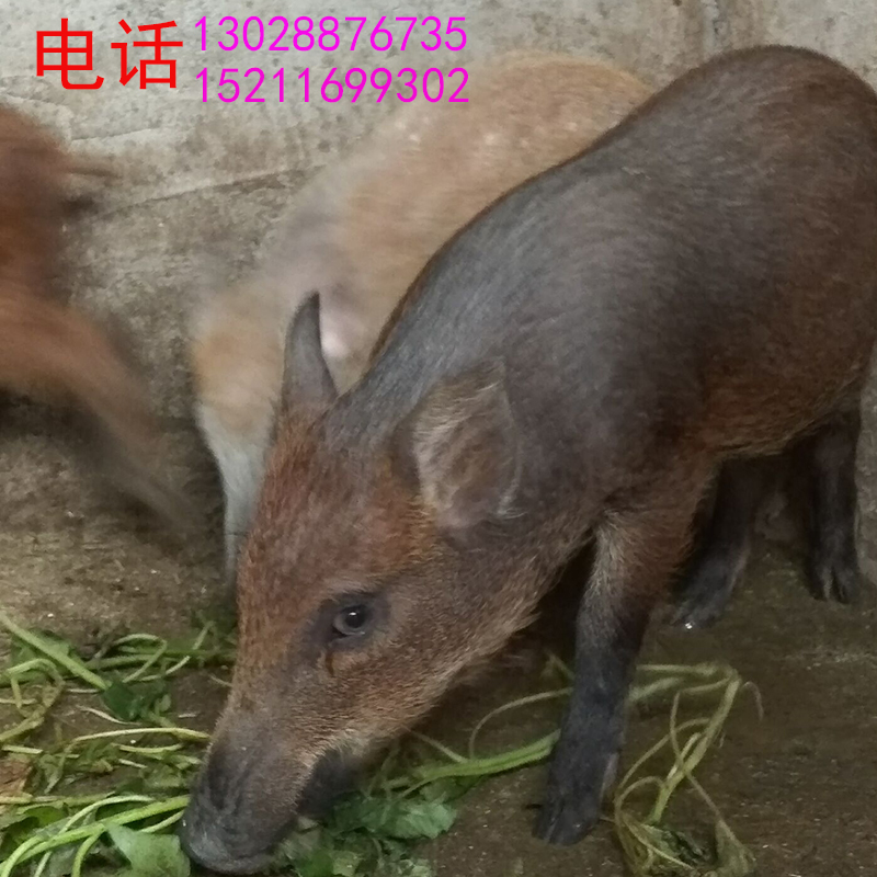 出售纯种小野猪苗 野猪苗活体 养殖野猪仔太湖母猪苗全国包邮包邮