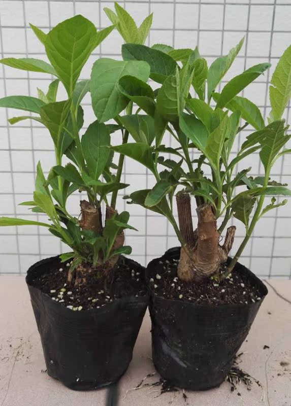 草药苗阳台庭院热带植物盆栽苦树叶马来西亚南非叶树苗南非树植物