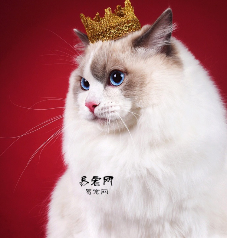 江浙沪包邮 出售纯种波斯猫蓝眼睛 活体宠物幼猫 异国