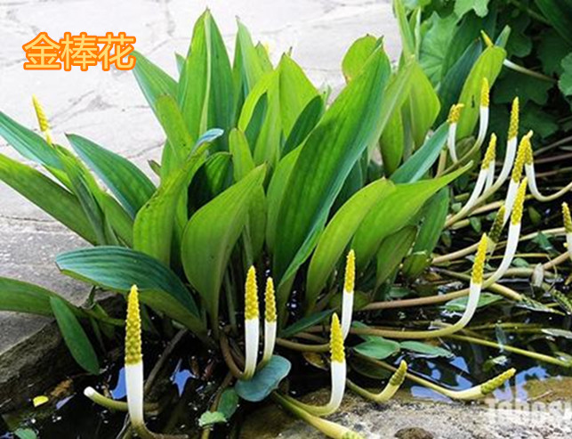 水生植物 水生天南星 金棒花 水生花卉漂浮植物河道绿化工程专用
