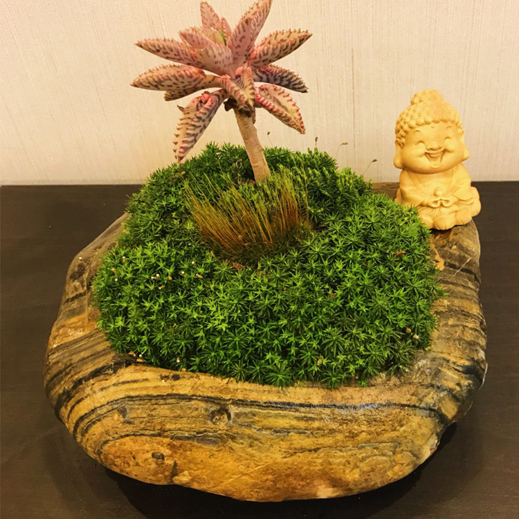 天然石头花盆原生态创意多肉植物盆 水培盆绿植盆 茶盘装饰