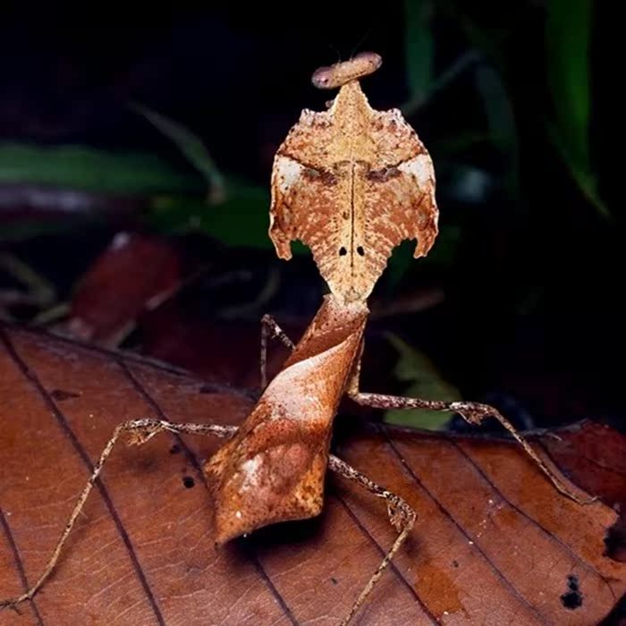 云峰螳瘾 勾背枯叶螳 现货 宠物昆虫 螳螂活体 宠物活体昆虫异宠