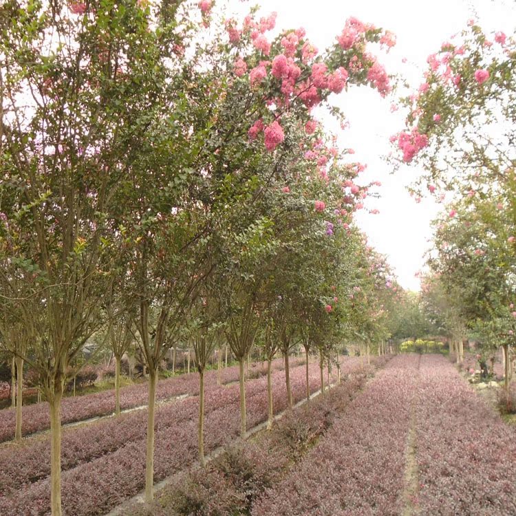 紫薇花紫薇树红花紫薇百日红庭院观花乔木四川红花紫薇痒痒树