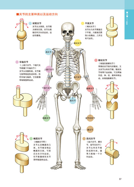 3d人体解剖图 医学人体解剖书 三维医学挂图生理学 学