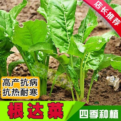 红绿根达菜种子牛皮菜莙荙菜君达菜种子蔬菜种子四季播种耐寒抗热