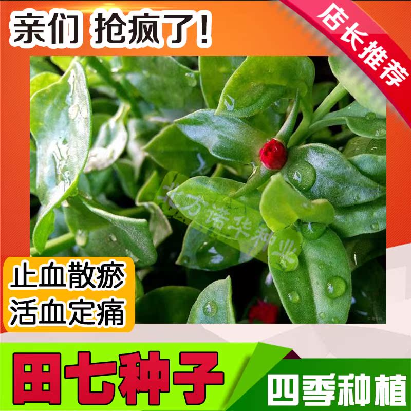 冬季种子四季种植阳台盆栽青菜速生菜中草药穿心莲特色菜田七种子