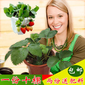 一件10棵 四季结果草莓苗可盆栽 包邮 地栽 草莓苗