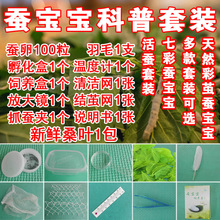 春蚕夏蚕种蚕籽蚕卵蚕蛋蚕子蚕宝宝新鲜桑叶饲料学生养蚕科普套装