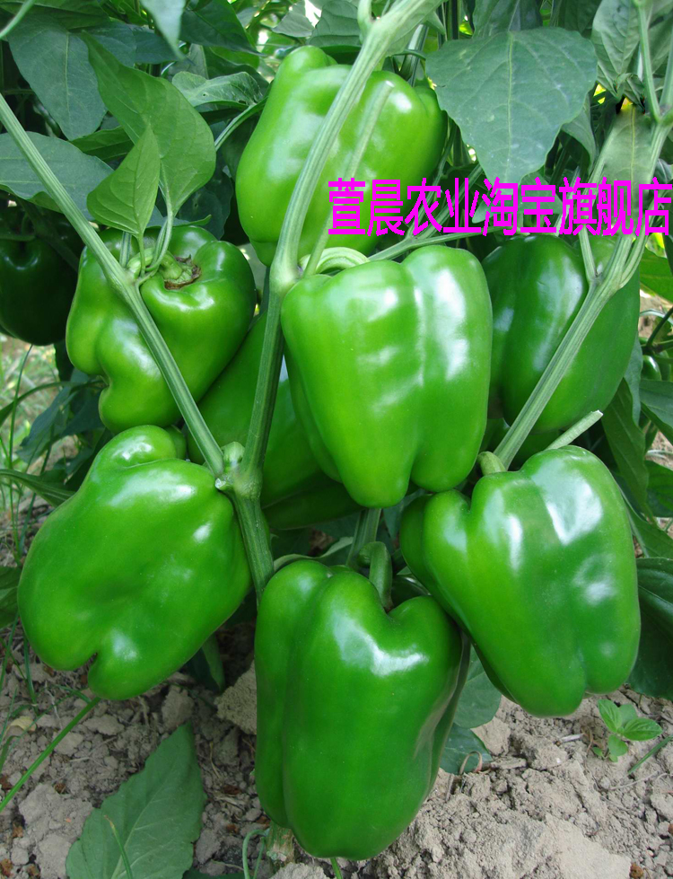 正大118甜椒种子 高端原装进口 基地用种 春秋种植灯笼椒种子 5g