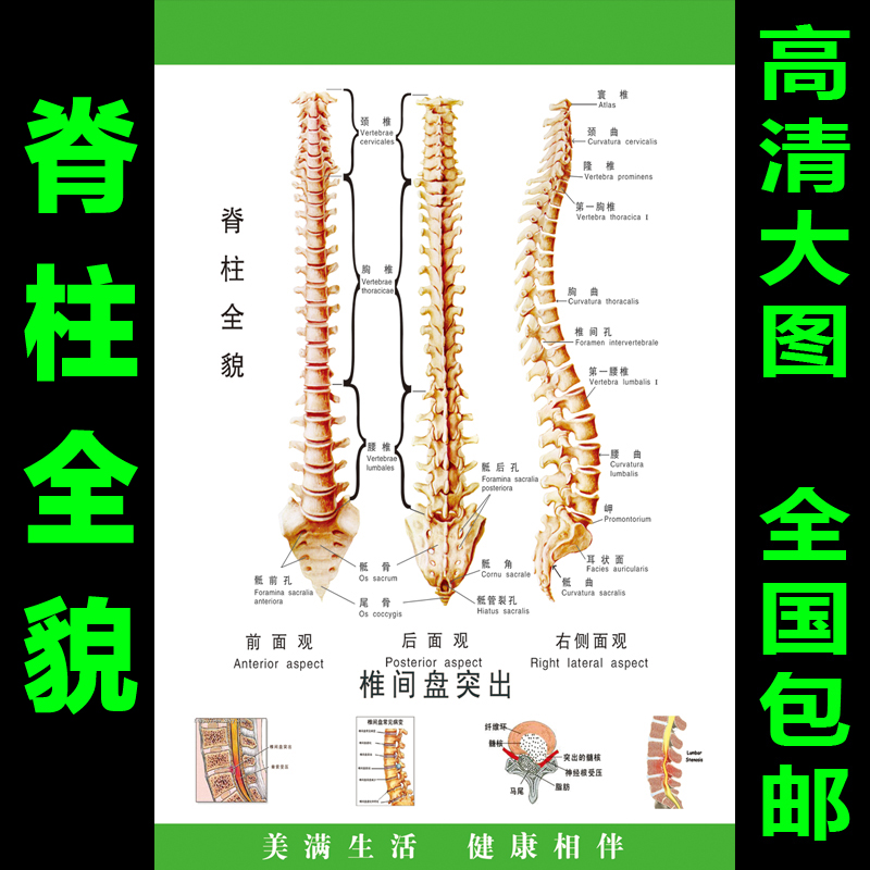 脊柱脊椎全息图海报挂图示意图解参照对照图片墙贴画中医文化展板
