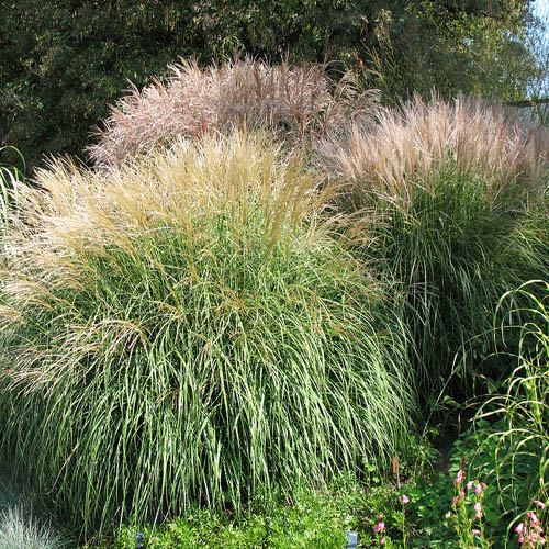 银叶芒 进口花5粒 银色羽状花穗 易栽种 大型观赏草品种