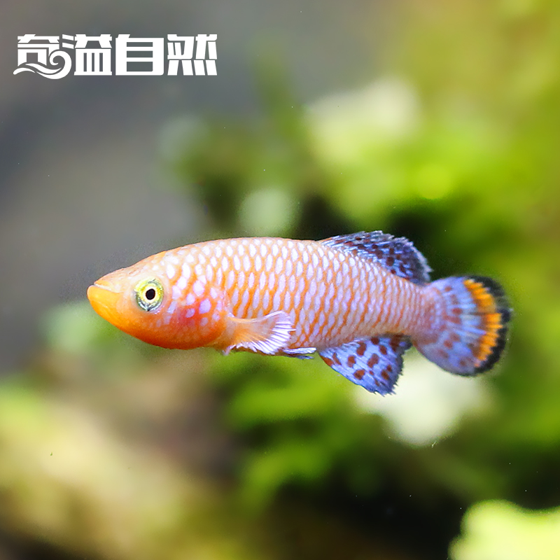 奇溢自然 鱼缸观赏鱼蓝眼灯鳉鱼蓝眼睛水族箱小型热带鱼活体鱼