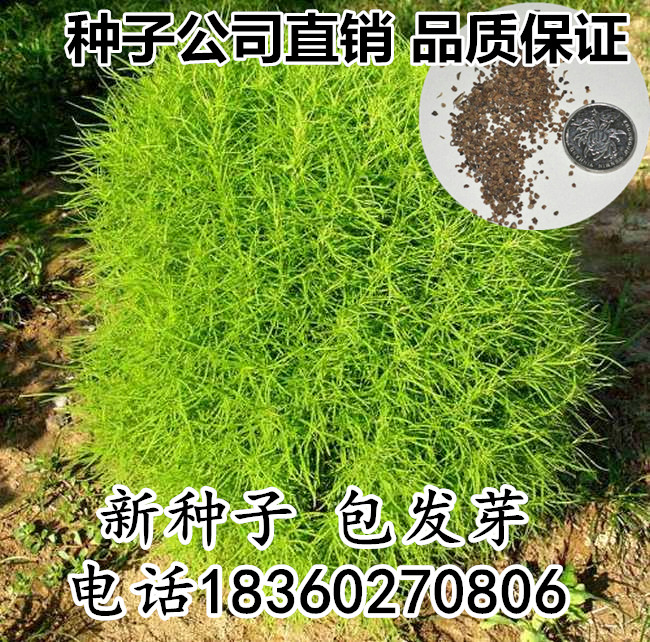 地肤子种子 扫帚子 千条子 笤帚苗子 铁扫把种子 地肤种子