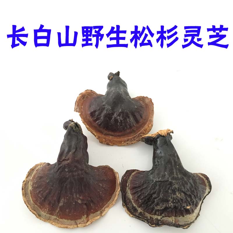 长白山野生松杉灵芝 野生赤芝 铁杉灵芝 木灵芝250克