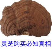 包邮 3斤 树舌灵芝 林芝灵芝片250克 青芝 长白山野生平盖灵芝