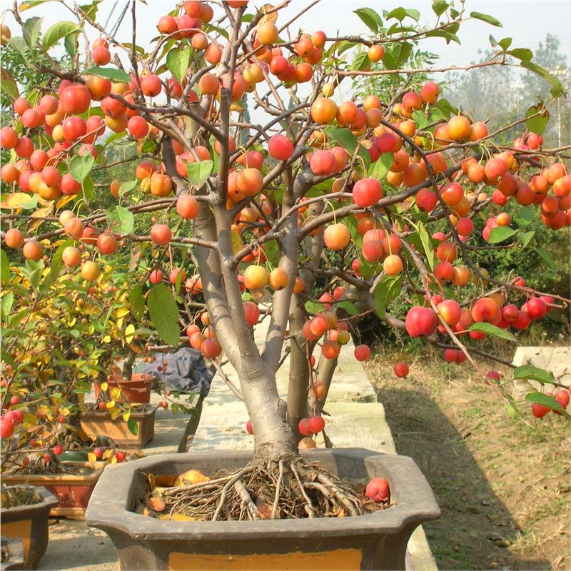 基地直销李子树苗品种李子苗南北方栽植盆栽果树当年结果