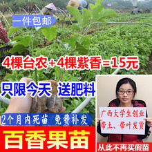 百香果苗树苗紫香一号黄金果满天星西番莲当年结果四季果树苗广西