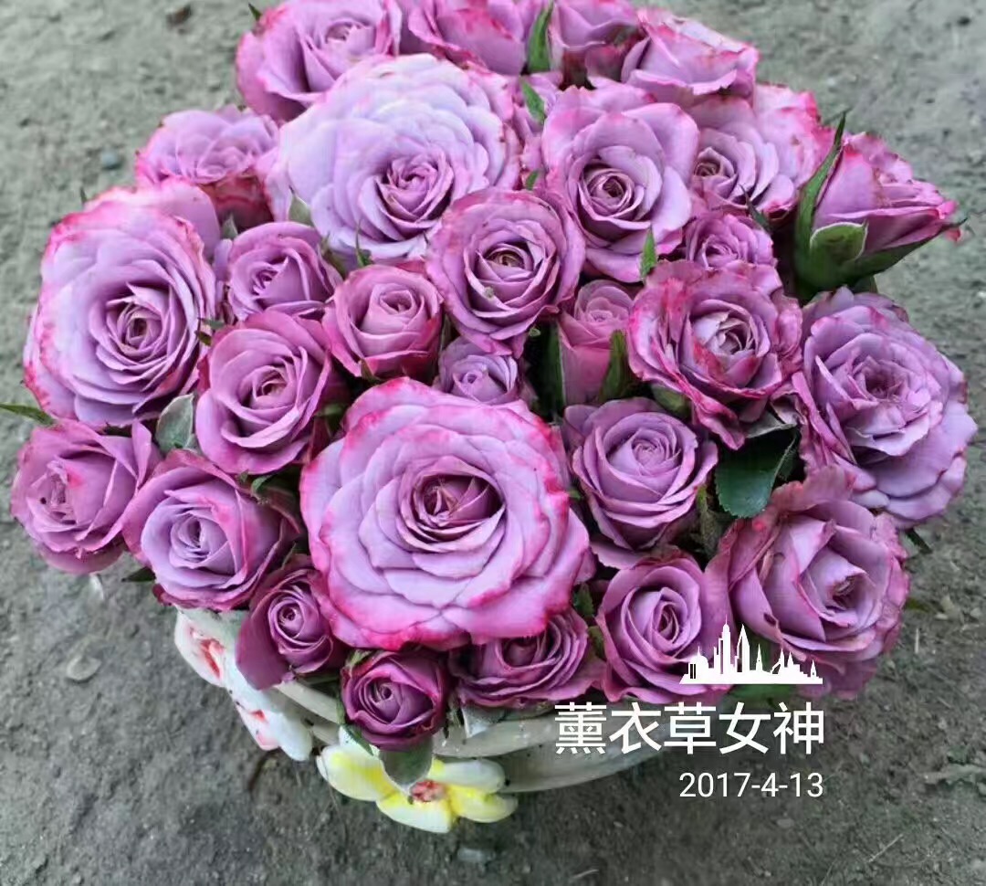 【木兰花】阳台微月紫色大花 紫精灵 薰衣草女神月季花苗