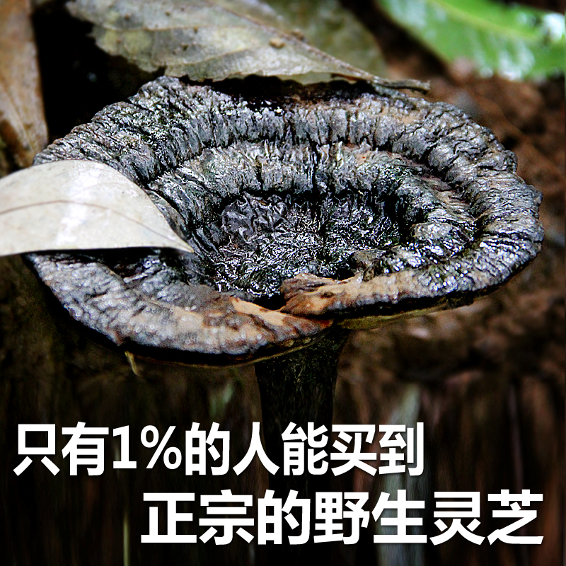 2016年河源深山野生灵芝纯天然紫灵芝黑灵芝正品整枝可切片250克