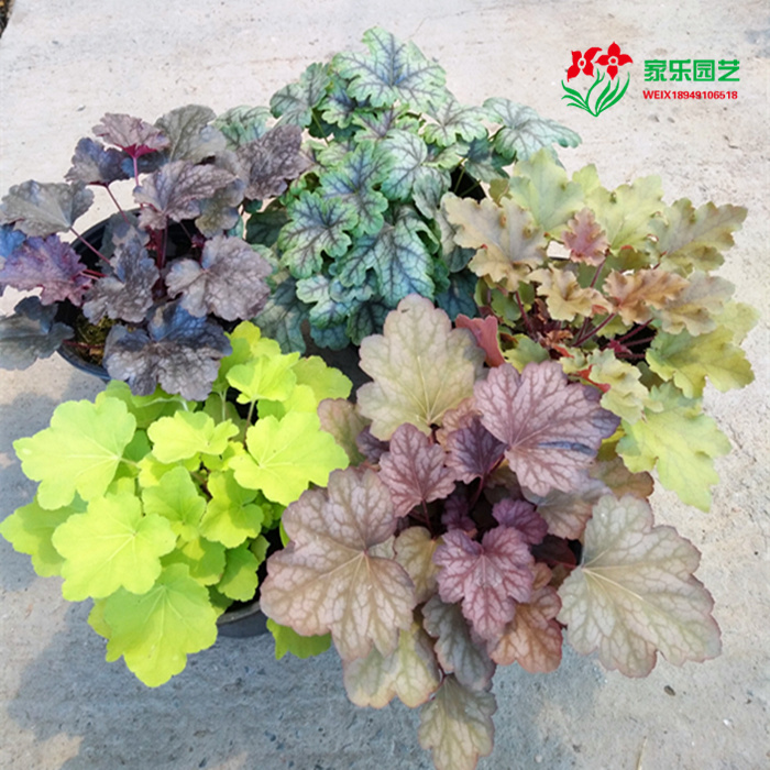 室外多年生耐寒耐热盆栽 矾根盆栽 凡根盆栽 花园里冬天的色彩