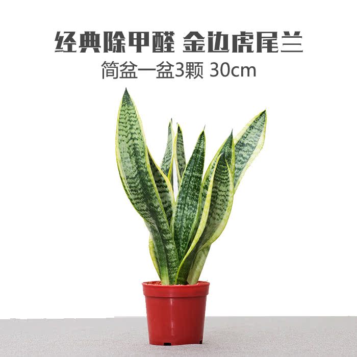 金边白玉圆叶稀有虎皮兰虎尾兰除甲醛除雾霾净化空气室内盆栽植物