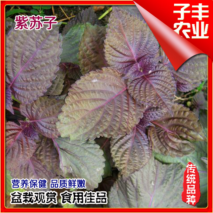 紫苏子种子纯野生保健菜种子红苏阳台种菜盆栽四季播赤苏蔬菜种子