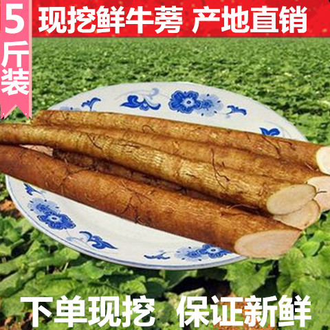 现挖5斤装新鲜牛蒡根正品   牛蒡茶牛膀鲜 农家蔬菜生鲜包邮