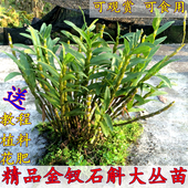 包邮 金斛源赤水金钗石斛野生大丛苗石斛盆栽苗石斛鲜条比铁皮好养