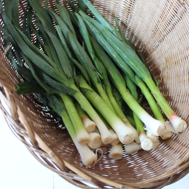 安徽六安霍山农家自种新鲜大蒜蔬菜露天大蒜叶无公害蒜苗500g