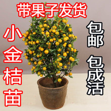 小金橘树苗 柑桔橘子带果发货 室内盆栽绿植花卉金桔盆栽观赏