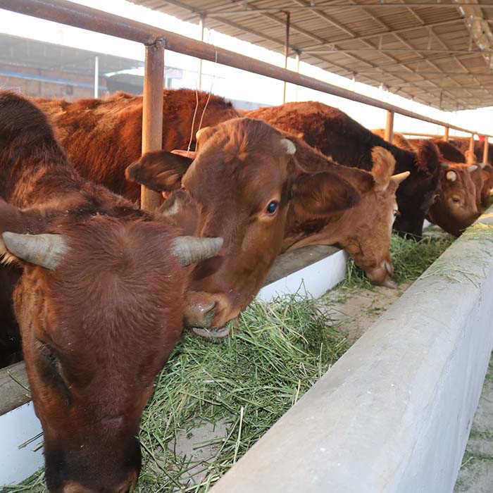 陕西兴平畜牧养殖肉牛土牛秦川牛育成牛肉牛犊出售牛活体定金