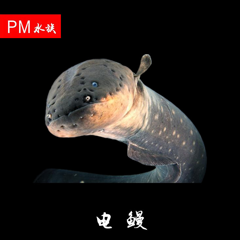 南美洲大型热带鱼观赏鱼电鳗鱼活体淡水鱼 电鳗活体 45cm左右现货