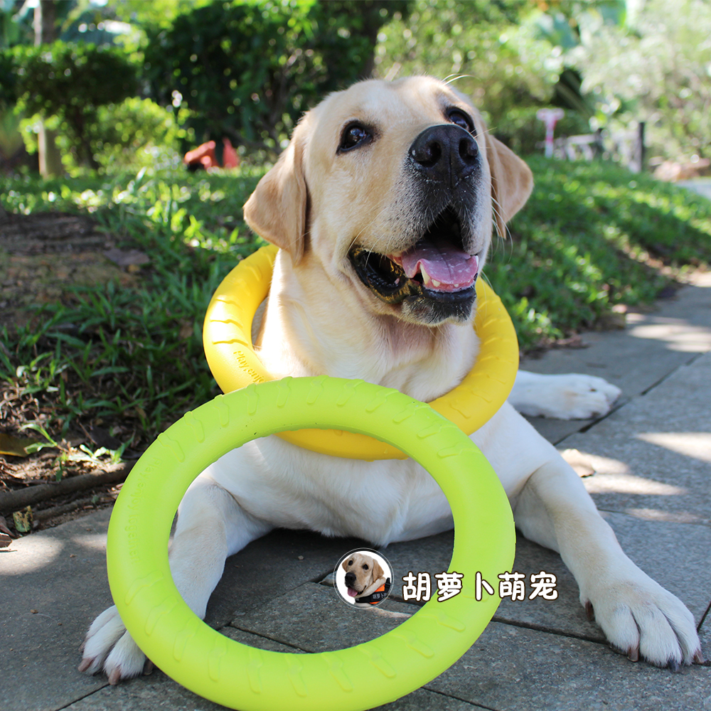 拉布拉多幼犬换牙宠物