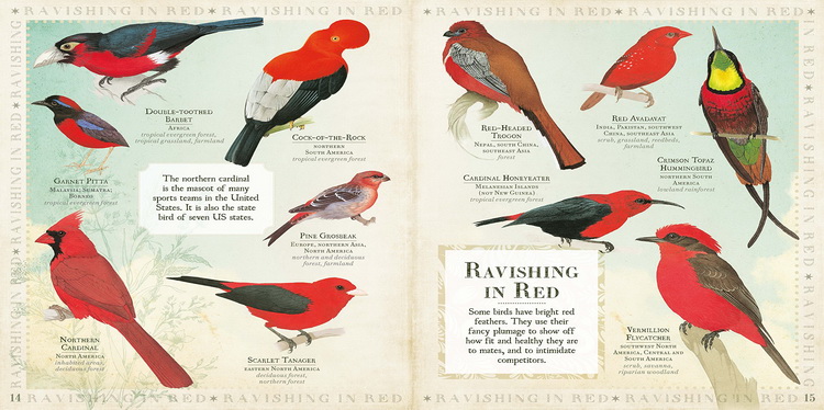 brilliant birds,incompetent 英文原版 brilliant birds 手绘艺术鸟类图鉴 附精美动物插图 精装