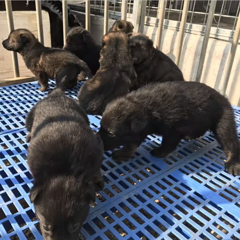 纯正昆明犬 幼犬昆明犬 警犬工作犬 纯种 昆明狼犬 狼狗幼犬